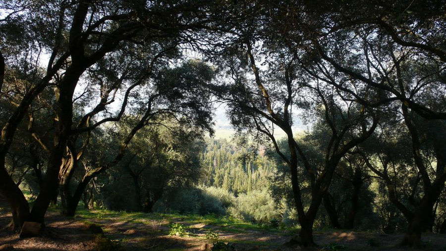 'Theotoky Estate' forest with high pines and green grass